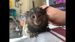 WE GOT A PET MARMOSET MONKEY [upl. by Inaej]