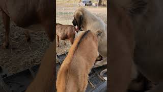 training our livestock guardian puppy Ares the Boz Shepherd livestockguardiandog puppy goat [upl. by Idnyc]