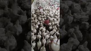 Hamdpopular bijness farming chicken [upl. by Aisatsan183]