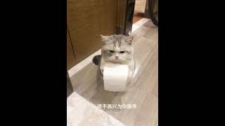 quot😾 Cute Angry Cats vs Toilet Paper Rolls 🐾short reels funny cat [upl. by Majka]