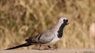 Namaqua Dove male calling [upl. by Leugim]