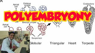 POLYEMBRYONY  TAMIL EXPLANATION  பல்கரு நிலை [upl. by Eannej821]