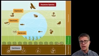 Ecosystem Ecology [upl. by Sprage]