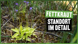 180 Blütezeit bei Pinguicula vulgaris  so sieht es am natürlichen Standort aus [upl. by Anirehs752]