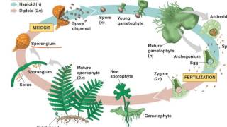 Fern Life Cycle [upl. by Htedirem]