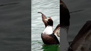 Atlantic Common Eider flapping birds nature shorts [upl. by Notnek]