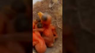 Zitting cisticola bird babies P 2 shorts ytshorts [upl. by Angelina]