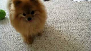 pomeranian tricks quotcha chaquot [upl. by Wilen]