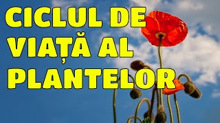 CICLUL DE VIATA AL PLANTELOR  Episodul 2  STIINTELE NATURII  BIOLOGIE  SCOALA ONLINE [upl. by Olia20]