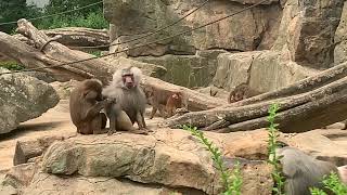 Hamadryas Baboon family in Berlin Zoo [upl. by Adiehsar]