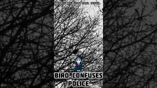 Bird confuses police mimics police siren Bicester [upl. by Mastat]