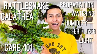 HOW TO CARE FOR RATTLESNAKE CALATHEA Goeppertia insignis FERTILIZER WATERING PROPAGATION LIGHT [upl. by Waddington]