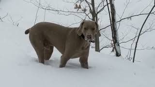 kd lang  Crying live in Austin  Holder The Weimaraner [upl. by Ahsenet]