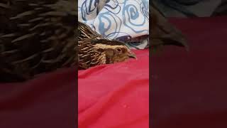 My pet japanese quail  25  coturnix japonica quail petchicken short [upl. by Tudor]