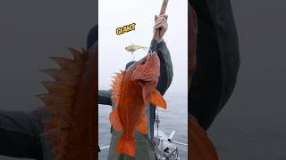 Giant Vermillion Rockfish fishing shorts [upl. by Cory138]