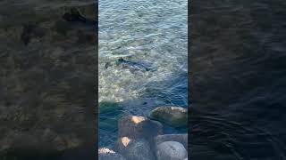 Harbour Seal hunting on the beach Baltic Sea  Denmark 882024 [upl. by Watkin279]