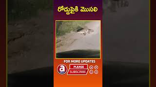 Crocodile Spotted At Palnadu District Machavaram  Abhi TV [upl. by Notsirb661]