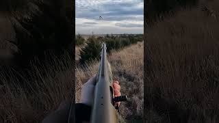 SD Pheasant Hunting  Early Season Highlights pheasanthunting sdinthefield jcwoutdoors [upl. by Najram696]