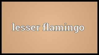 Lesser flamingo Meaning [upl. by Fording99]