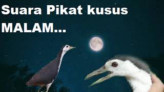 Suara Pikat Ruak MALAM Ampuh  waterhen sound  night bird sound  voice chim quock 100 [upl. by Eduino116]