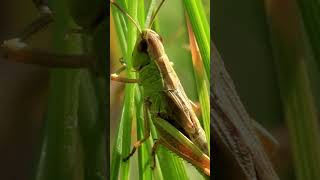 Facts About Grasshoppers  Grasshoppers Facts [upl. by Airamzul922]