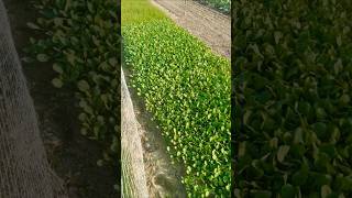 Replanting cabbage seeds 🌰🌱 shorts short vegetables agriculture seeds plants satisfying vlog [upl. by Hendrick]