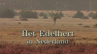 Het Edelhert in Nederland [upl. by Tabbitha695]