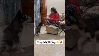 Panda amp sultan behaviour problems shorts dog paonkijutti trendingsongs husky [upl. by Ailsa]