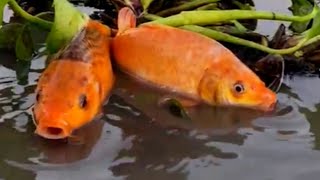 Rofikul Bangla Fun is livevideo  Traditional village boy fish catching video in River 2024 [upl. by Eolande]