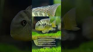 The Argentine Humphead Gymnogeophagus Balzanii [upl. by Inek]