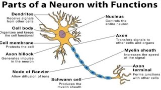 NEURONSThe Unit Of Nervous System Control amp Coordination Biology Class10 science biology [upl. by Lytle]