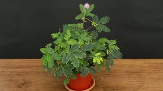 Growing the Sensitive Plant Mimosa pudica [upl. by Dehsar]