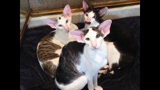 Whats it like to live with Oriental Shorthairs [upl. by Demakis303]