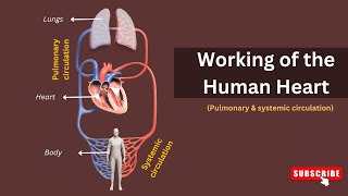 How Your Heart Works Exploring The Double Circulation Of Pulmonary And Systemic Circulation [upl. by Stilla636]