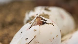 Breeding bushmasters at ZSL London Zoo [upl. by Savory]