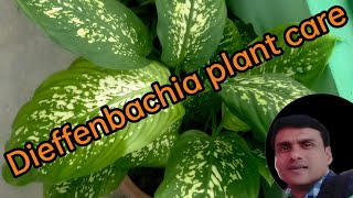 Dieffenbachia plant careHow to grow dieffenbachia plant [upl. by Ecnatsnok]