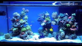 Schwings Reef Tank 500l 130gal 2 months  powered by ATI sunpower Vortech mp40W amp NYOS [upl. by Bergeman]