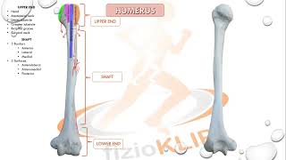 humerus osteology  humerus anatomy  humerus muscle attachments [upl. by Issiah726]