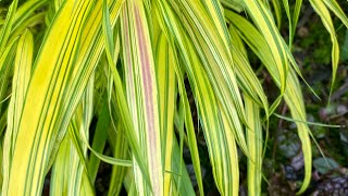 Hakonechloa quotAureolaquot Japanese Forest Grass Make It Stand Out 4K  June 27 [upl. by Asillim455]