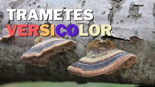 Trametes versicolor  BENEFICIOSO para la SALUD [upl. by Amlez]