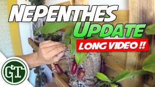 Nepenthes Update  Carnivoriaeu plants Winter is Comming  Nep Vlog 4 [upl. by Anohr240]