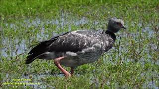 Southern Screamer Chauna torquata UY by Antonio Silveira [upl. by Irrac]