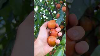 Achacha mangosteen achachairu Bolivian fruit 🧡🤤 organic farming harvest asmr [upl. by Aremat389]