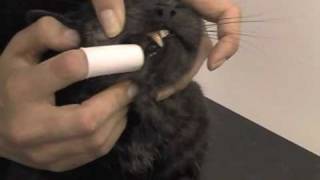 How to Brush your Cats Teeth by Cats Whiskers Vets Worthing [upl. by Mateo]