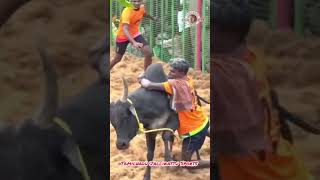 Wow what a catch 😍 tamil jallikattu thanjavur fun funny travel enjoy manjuvirattu village [upl. by Inalej]