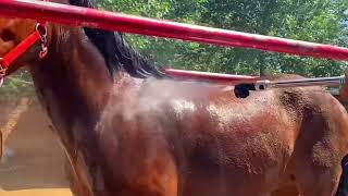 For all horse lovers  Live Stream November 19 2024 [upl. by Nilak]