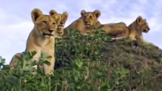 Lion Cubs Learn a Lesson in Stalking and Hunting  BBC Studios [upl. by Marleah]