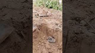 Hole digging process for catching bamboo rats [upl. by Mathia]