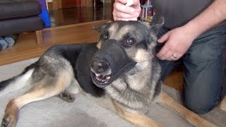 Aggressive German Shepherd Using Eye Drops [upl. by Colville]