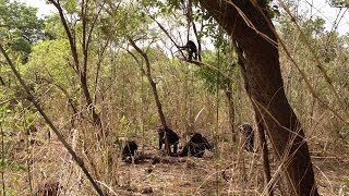 ISU anthropologist witnesses rare lethal aggression in African chimps [upl. by Urita]